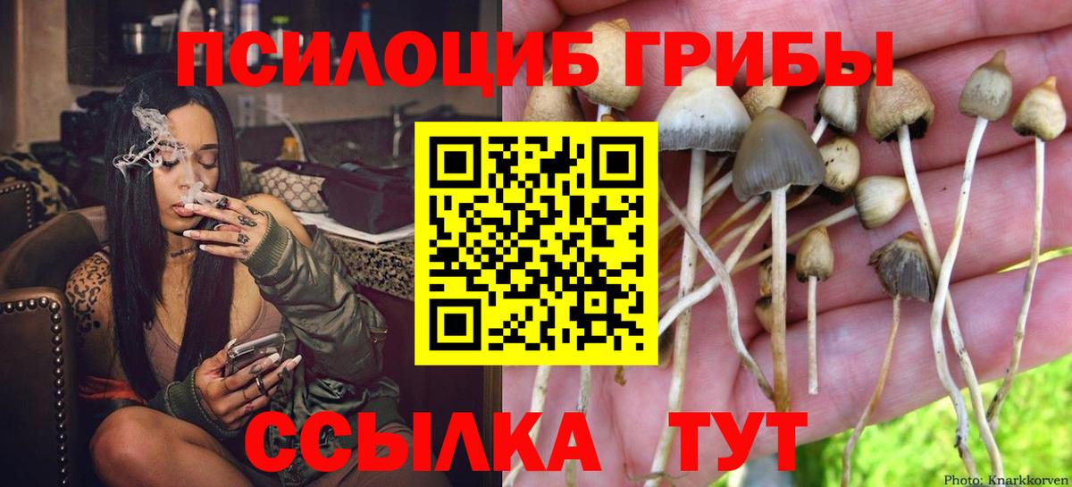 Новосибирск  Псилоцибиновые грибы GOLDEN TEACHER  Вход с VPN 